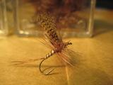 Western March Brown 12.JPG